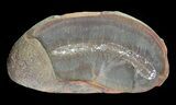 Didontogaster Fossil Worm (Pos/Neg) - Mazon Creek #70575-1